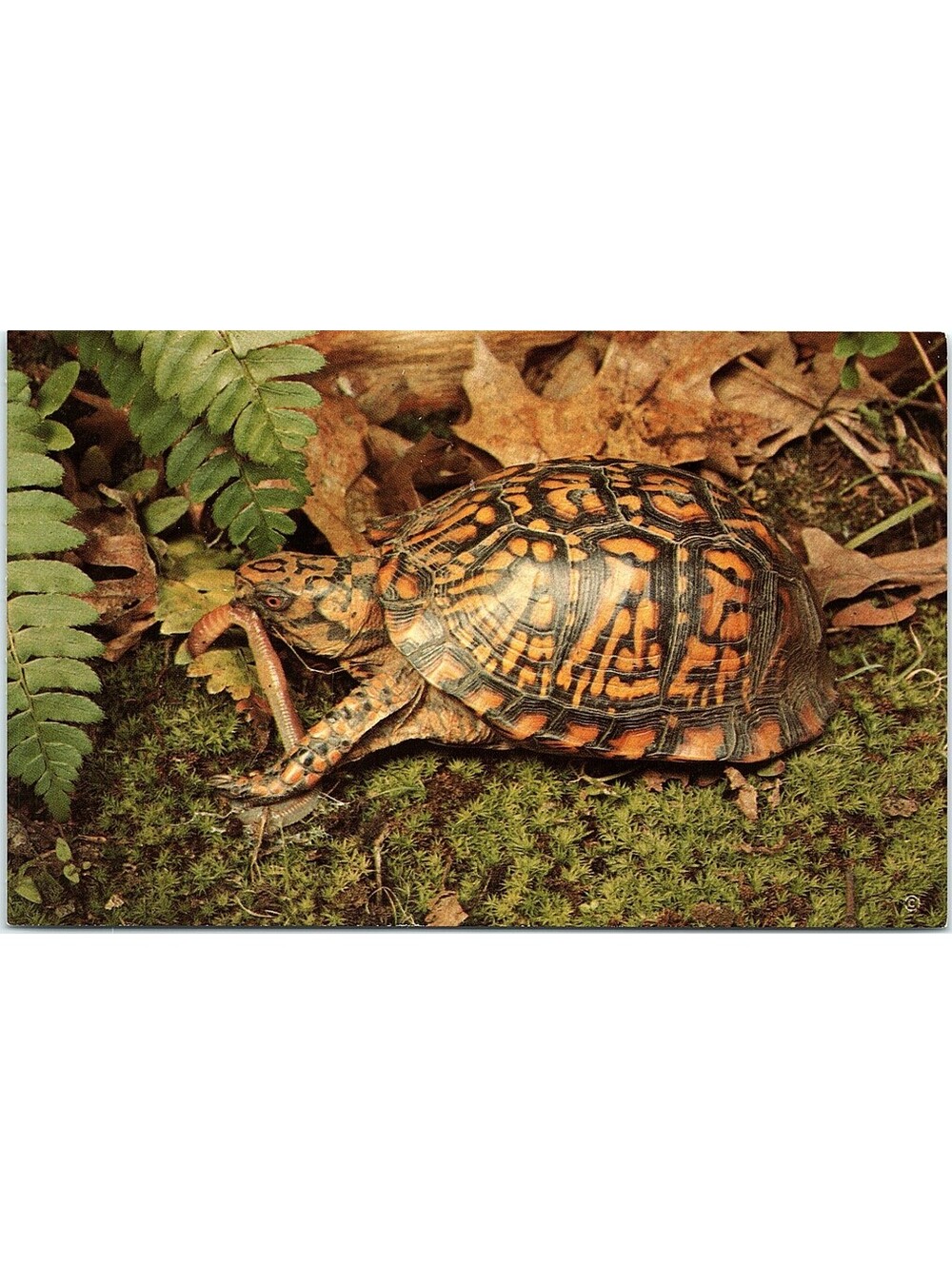 Vintage Postcard Box Turtle Terrapene Carolina Nature Press 1968